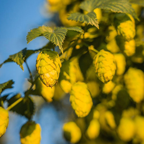 close up of australian hop plant
