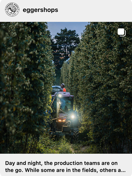 eggers hops in field