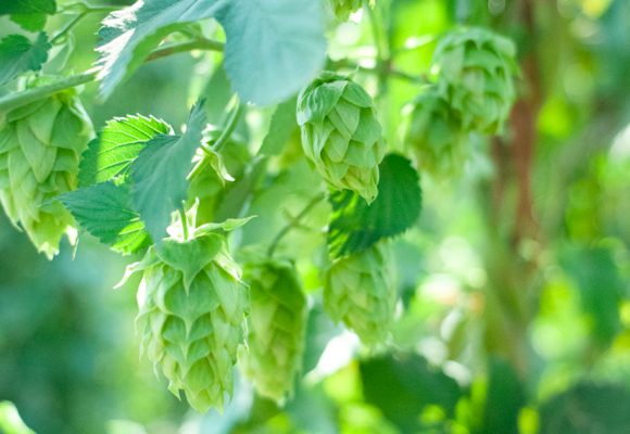fresh green hops on the bine