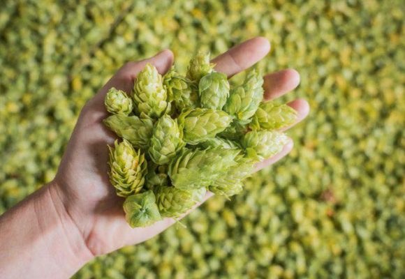 hand holding hops over background of hops