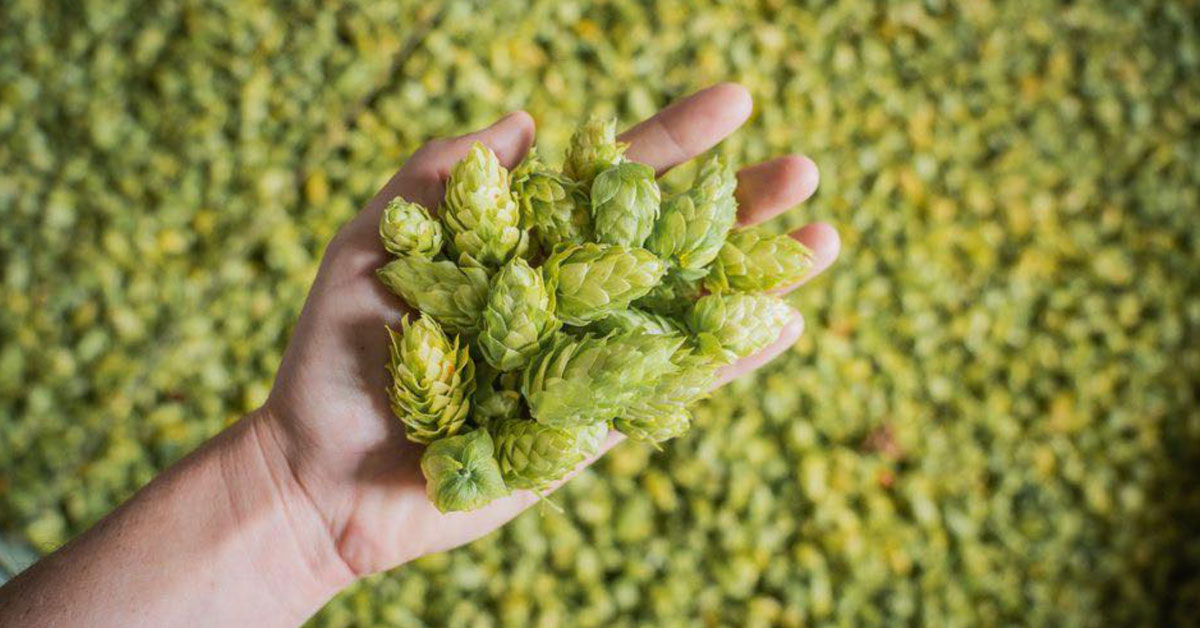 hand holding hops over background of hops