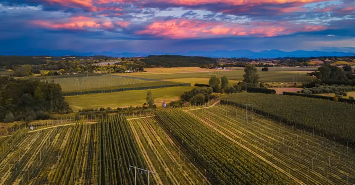 hop field under dramatic sky