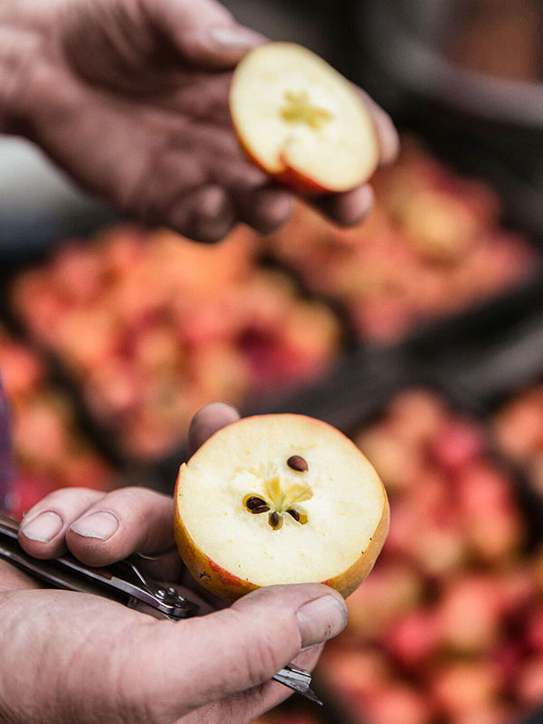 open apple held in hand