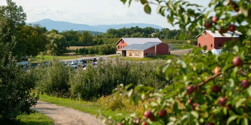 rose hill farm exterior through apple tree