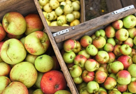 scrumpy apples for cider making