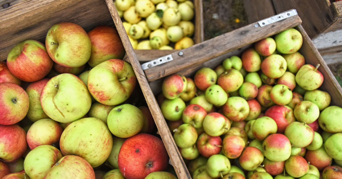 scrumpy apples for cider making
